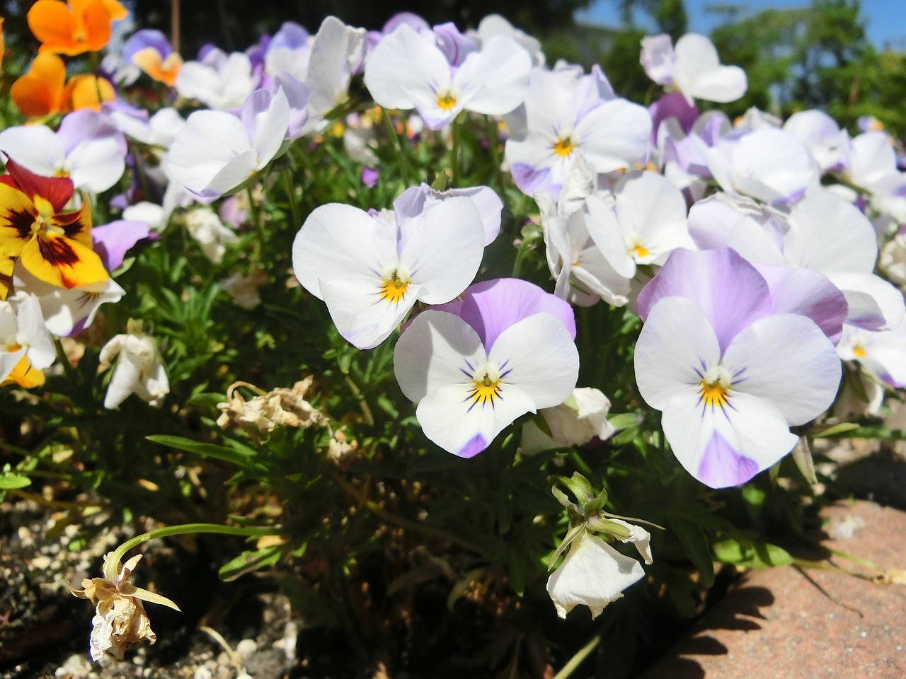 flowers white purple free photo