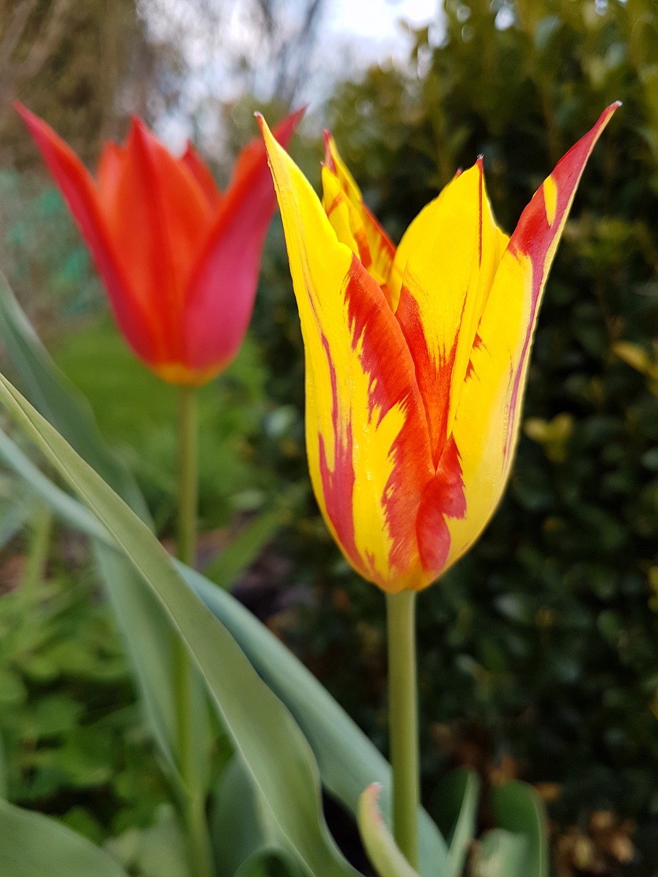 flowers spring tulips free photo