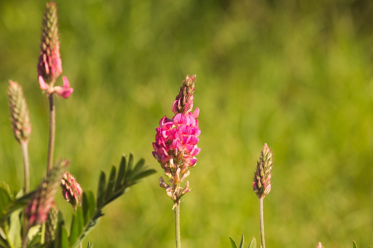 flowers pink nature free photo