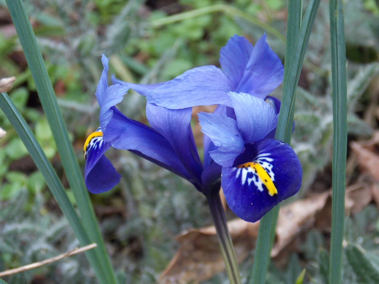 flowers violet nature free photo