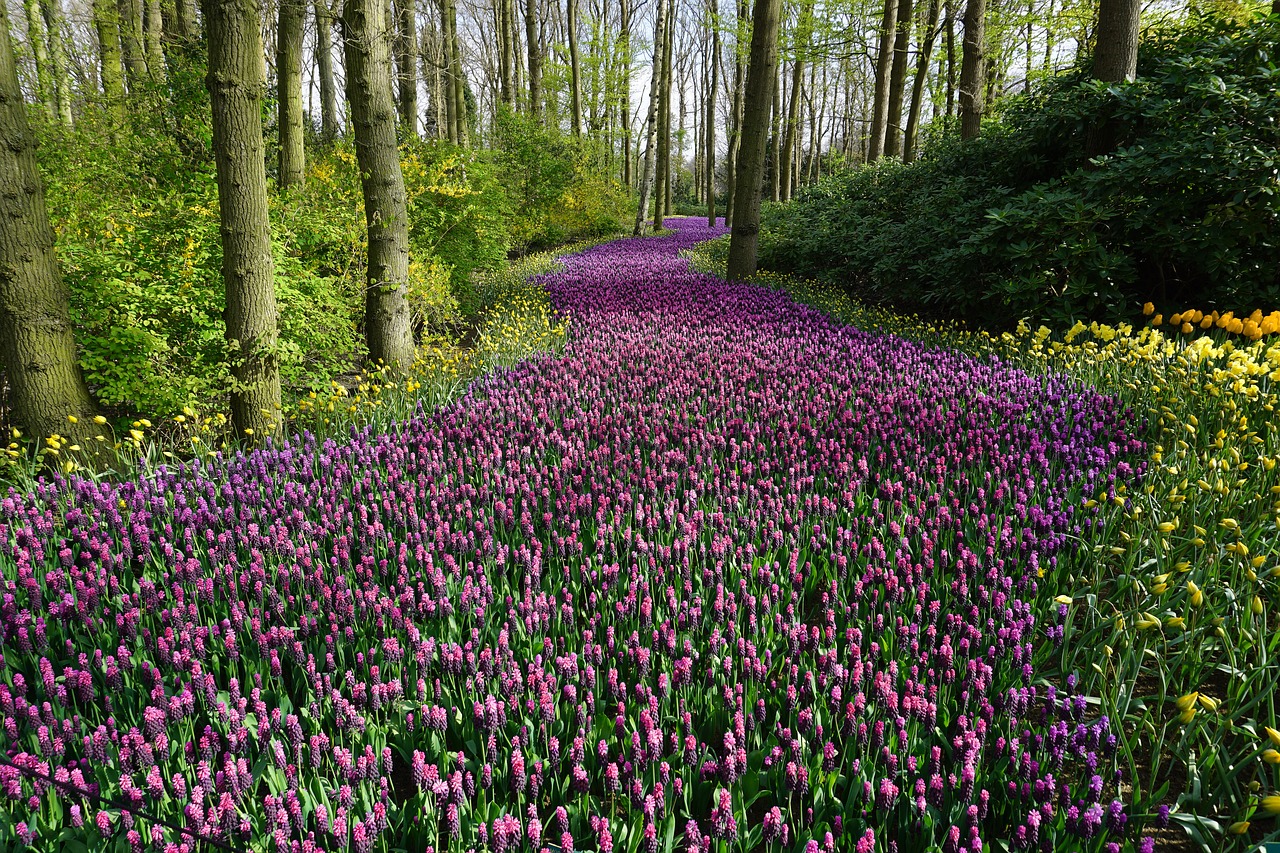 flowers rock pink free photo