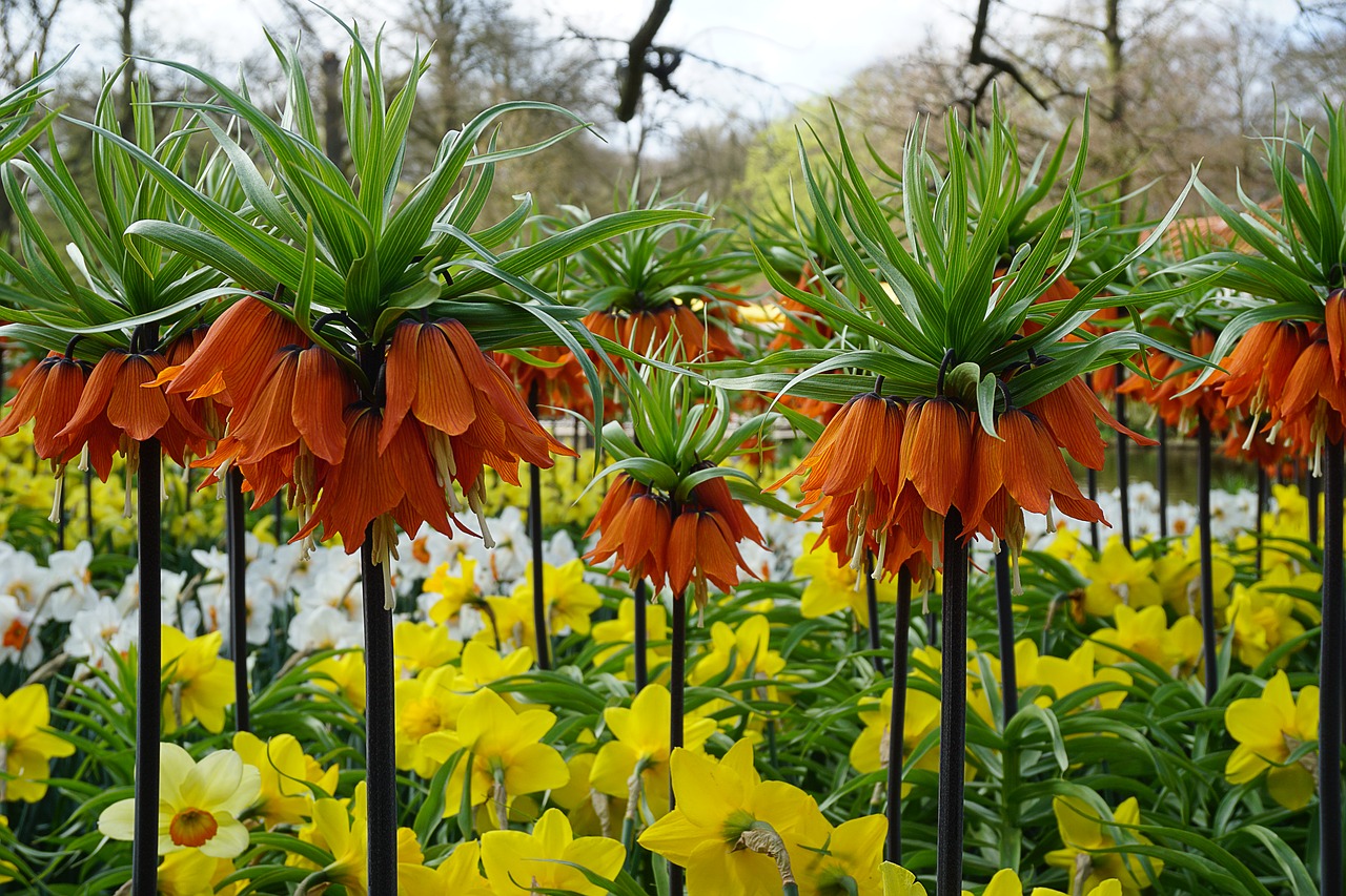 flowers tulips holland free photo