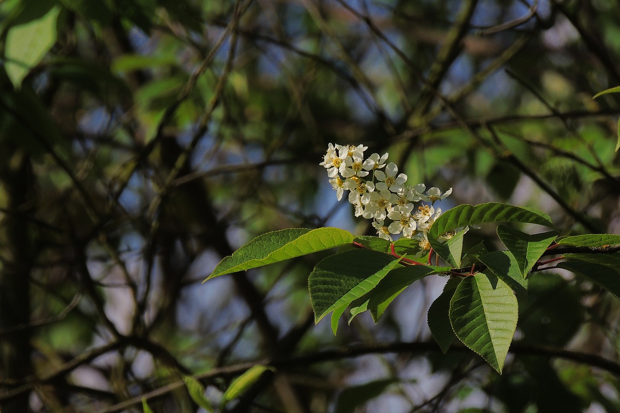 flowers flower cherry flowering plants free photo