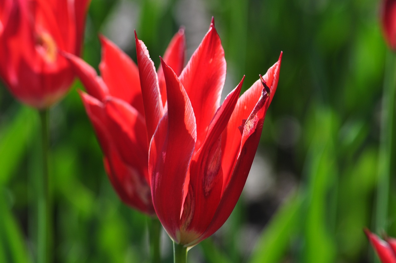 flowers tulips spring free photo