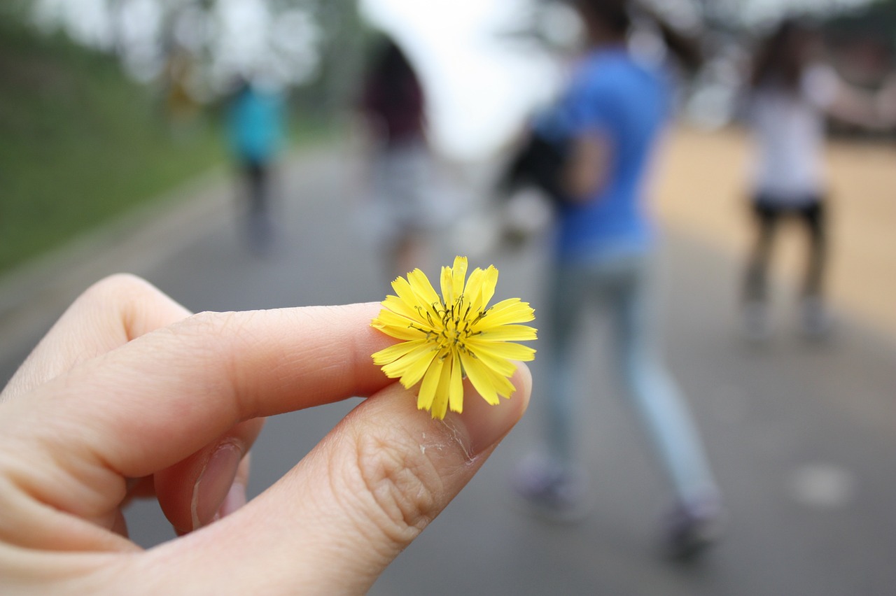 flowers travel dandelion free photo