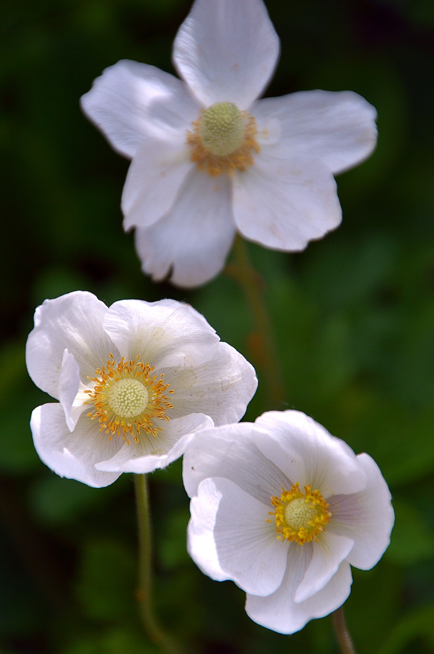 flowers white spring free photo