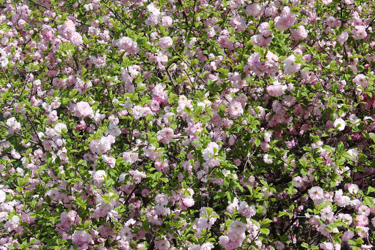 flowers bush garden free photo