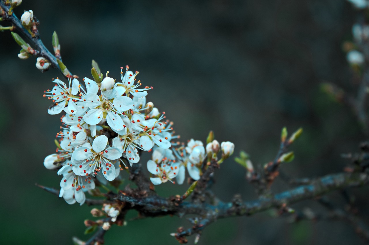 flowers in bloom flowers spring free photo