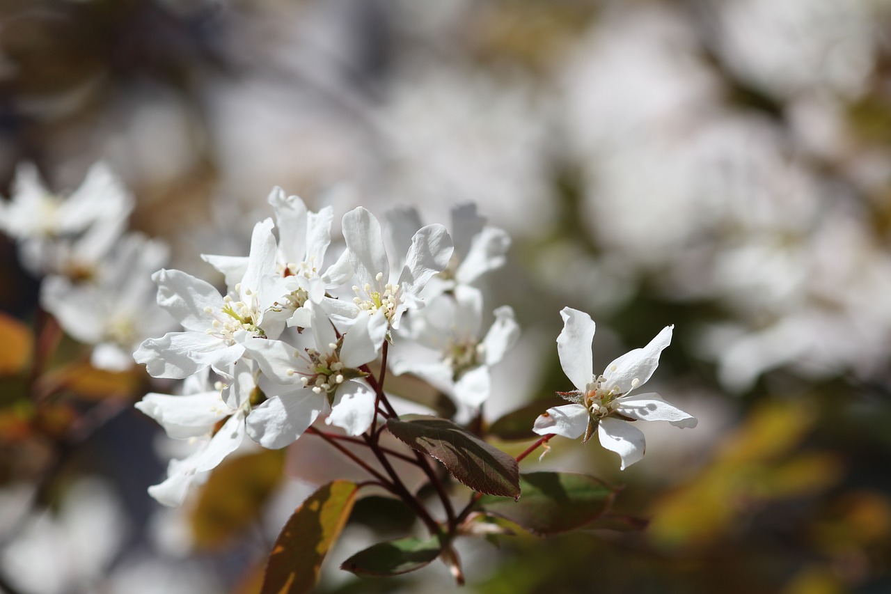 flowers plants nature free photo