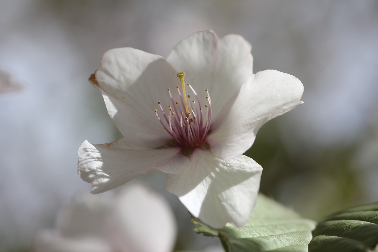 flowers plants nature free photo