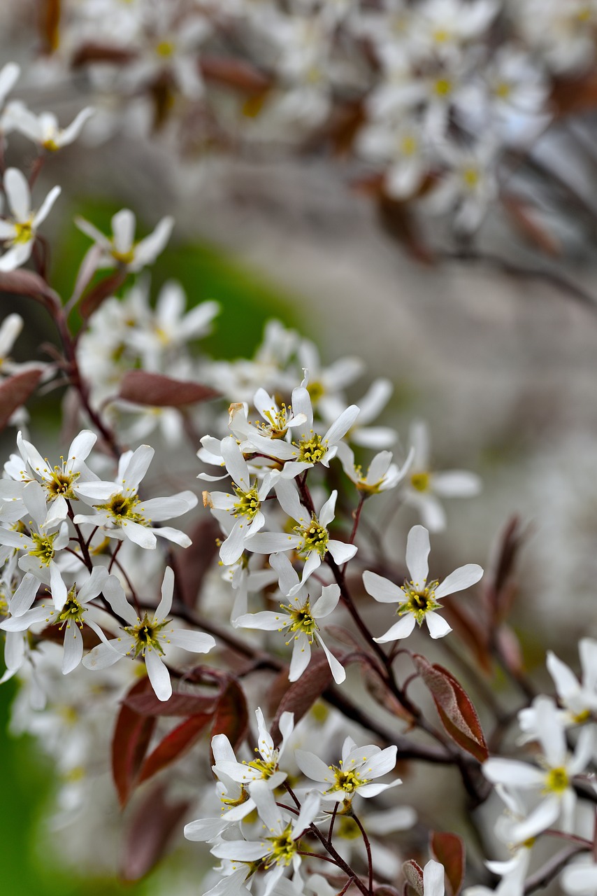 flowers blossoms spring free photo