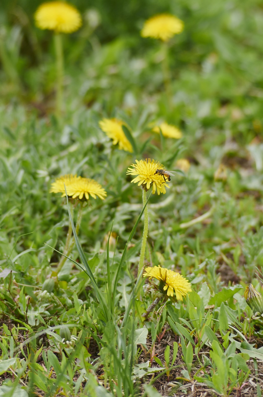 flowers dandelion plant free photo