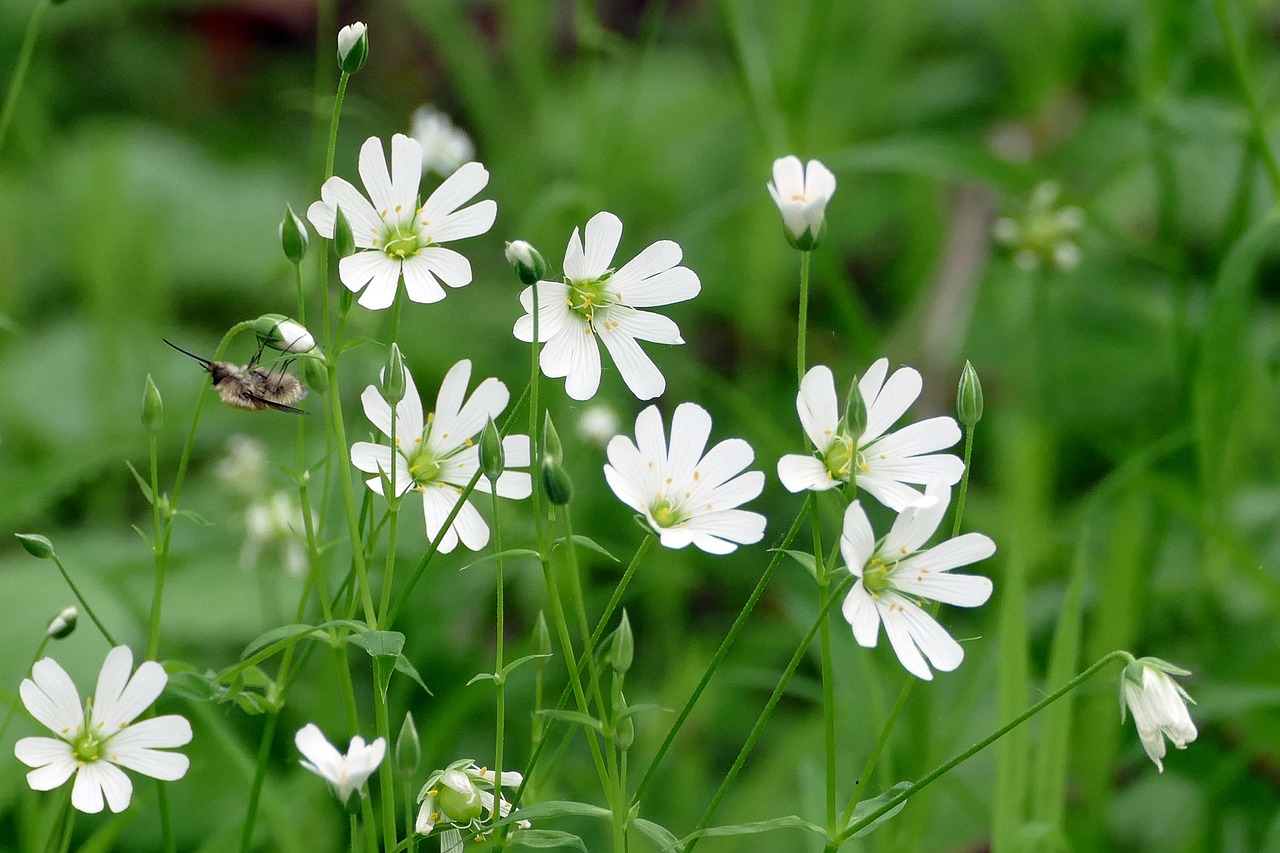 flowers white wild bee free photo