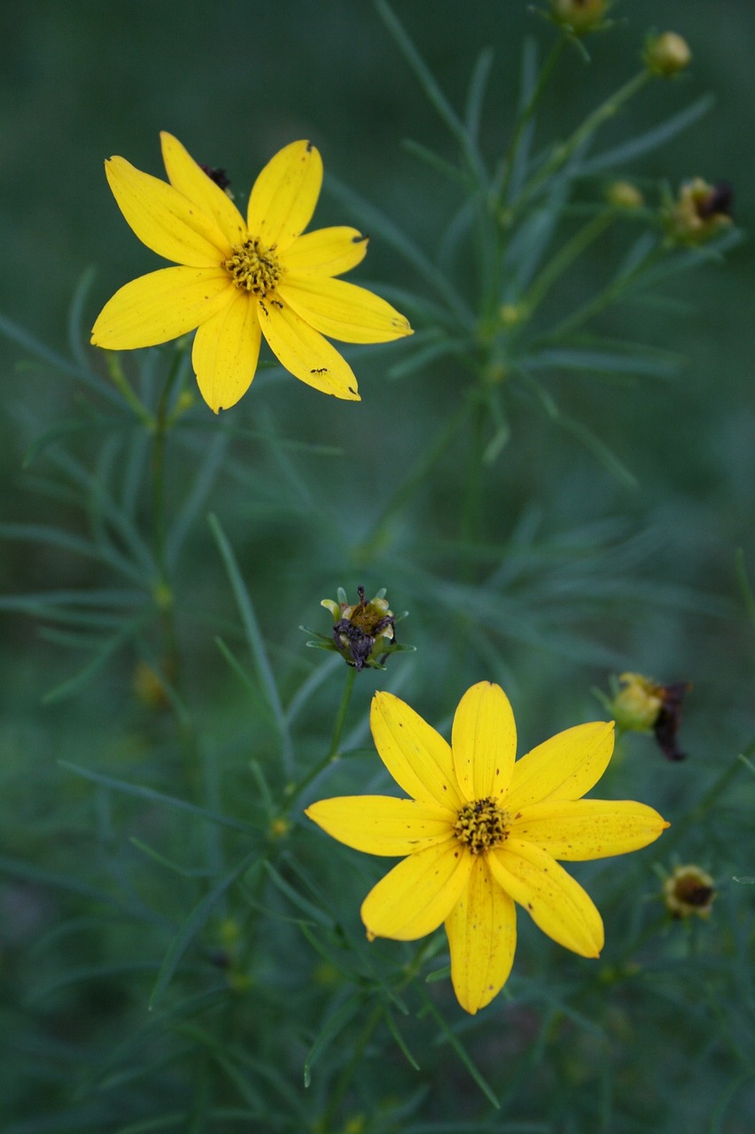 flowers wildflowers yellow free photo