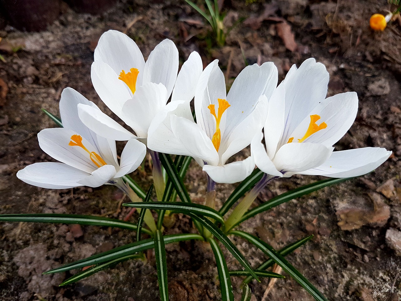 flowers spring crocus free photo