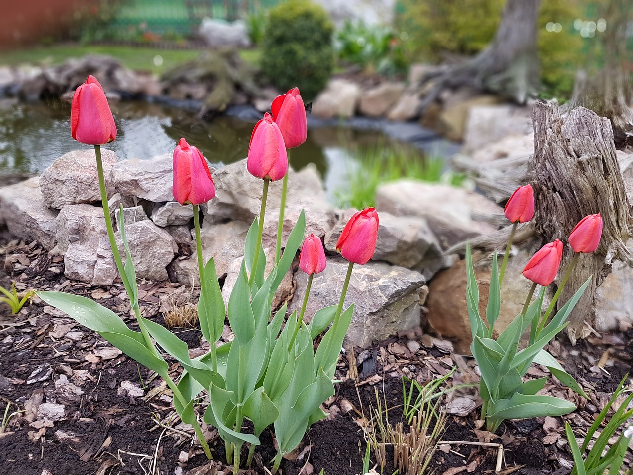 flowers spring tulips free photo