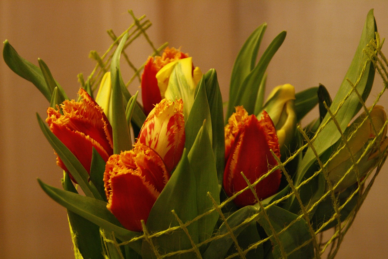 flowers spring tulip free photo