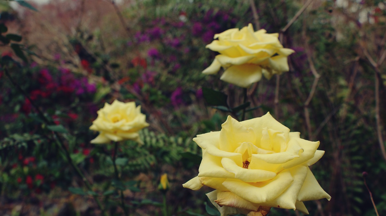 flowers yellow floral free photo