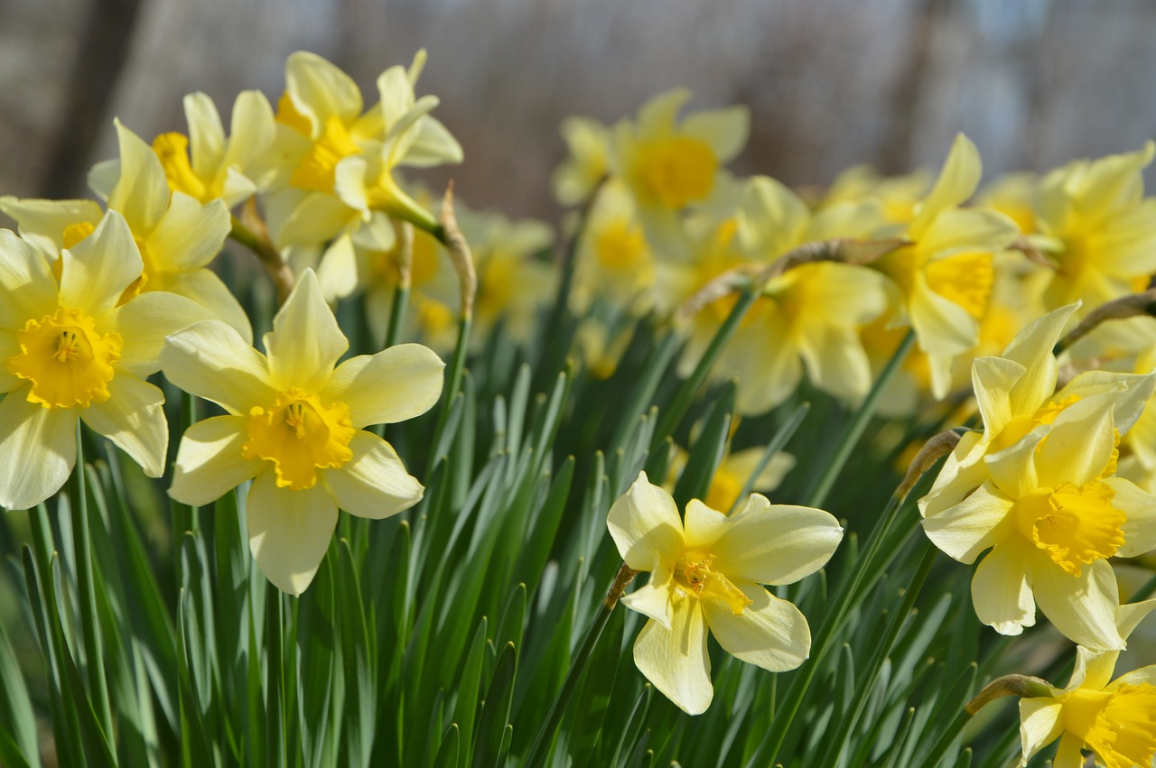 flowers spring plant free photo