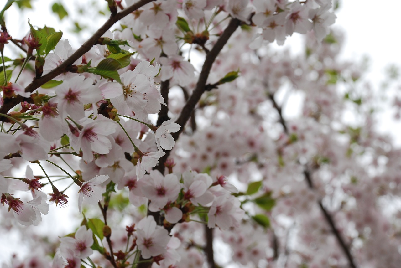 flowers spring wood free photo