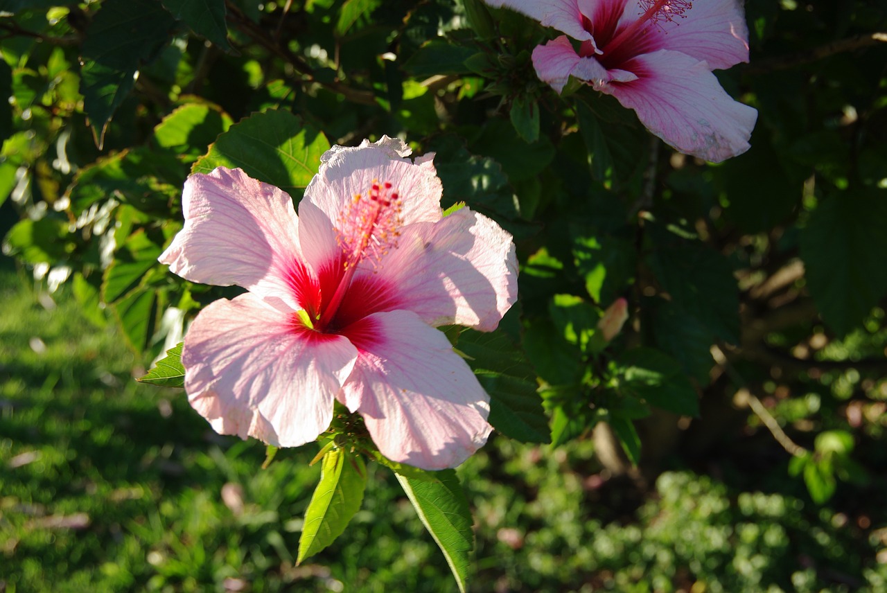 flowers hibiscus nature free photo