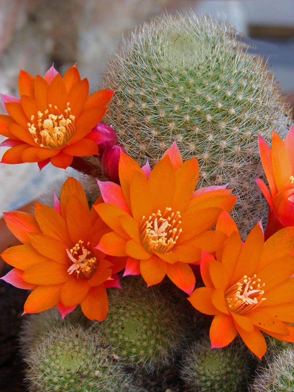 flowers cactus flower of the cactus free photo