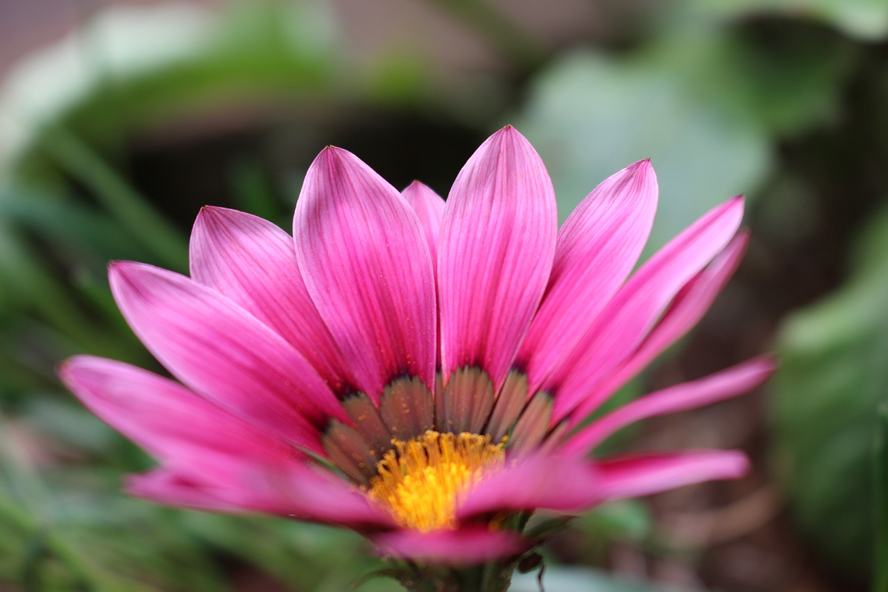 flowers plants flower free photo