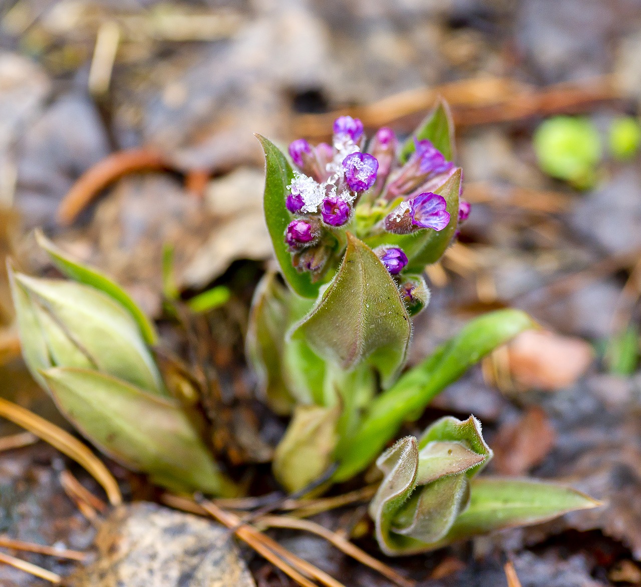 flowers spring flowers bright free photo