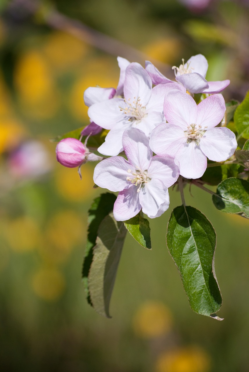 flowers apple tree in flower spring free photo