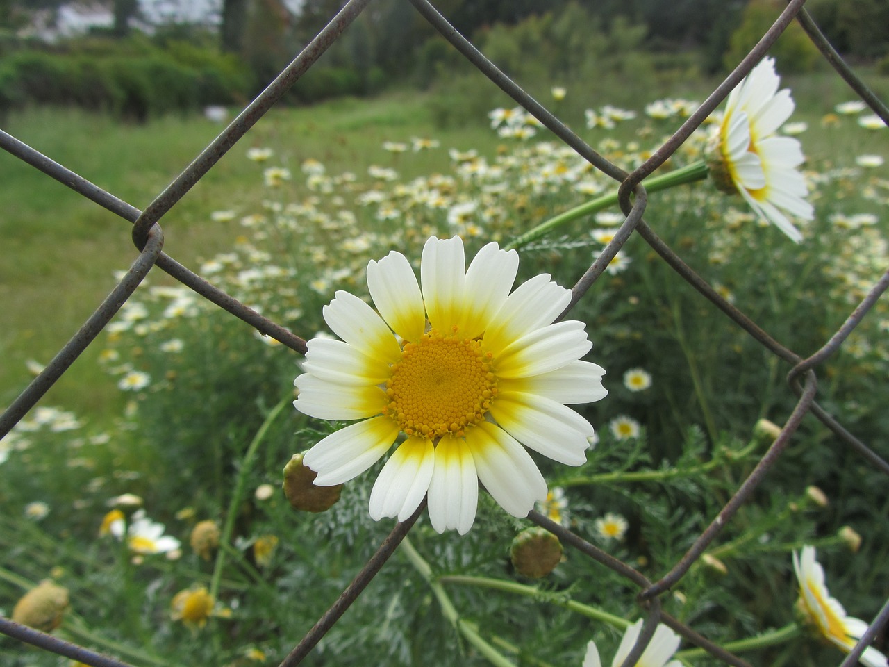 flowers nature daisies free photo