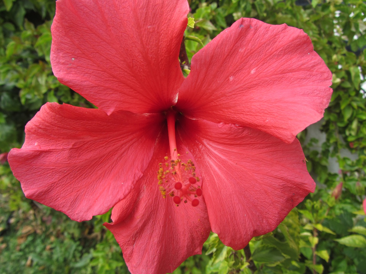 flowers red nature free photo