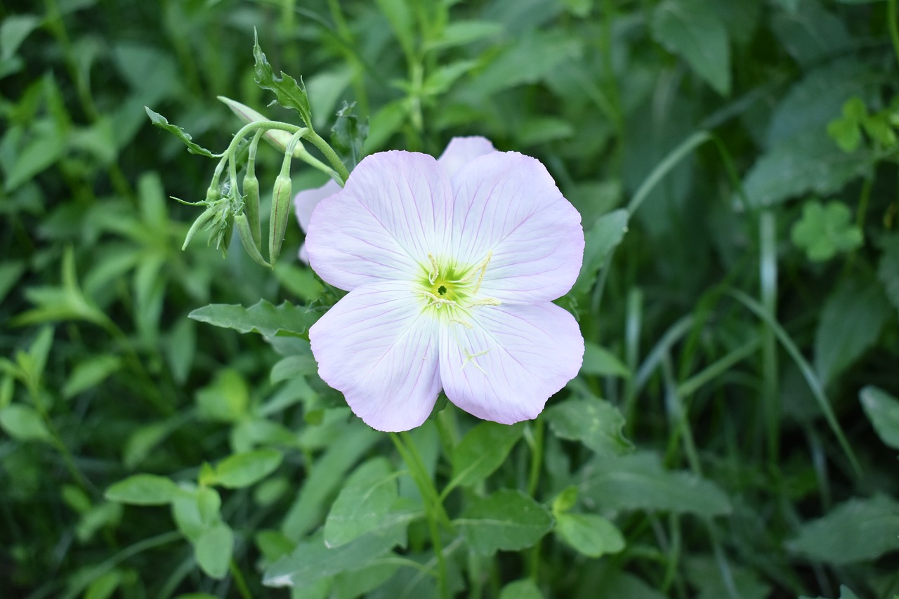 flowers green grass spring free photo