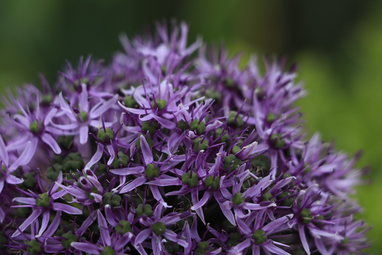 flowers up close nature free photo