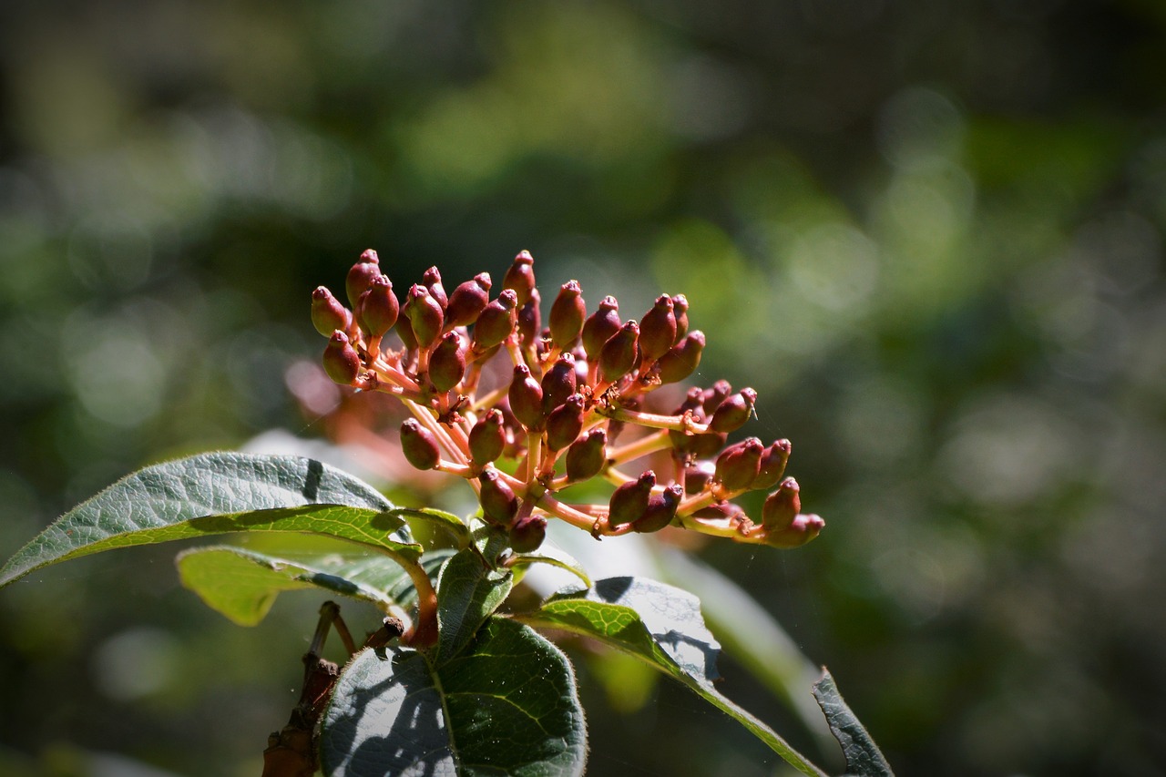 flowers flower nature free photo