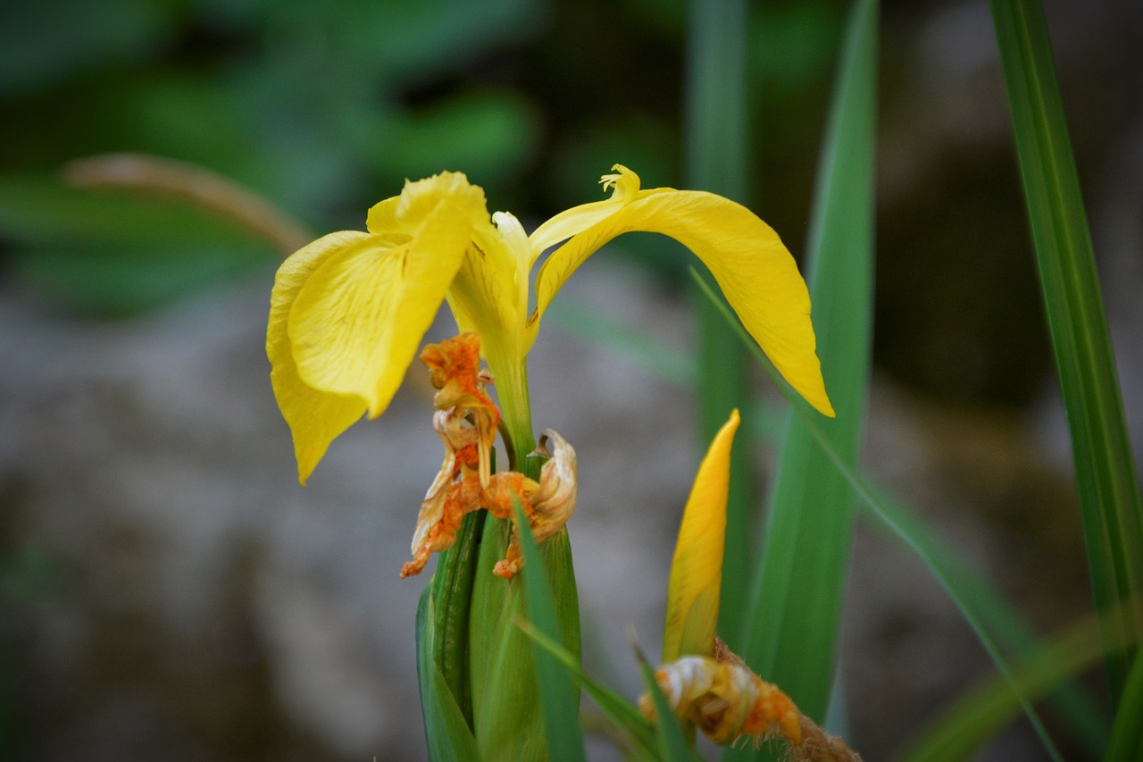 flowers flower nature free photo