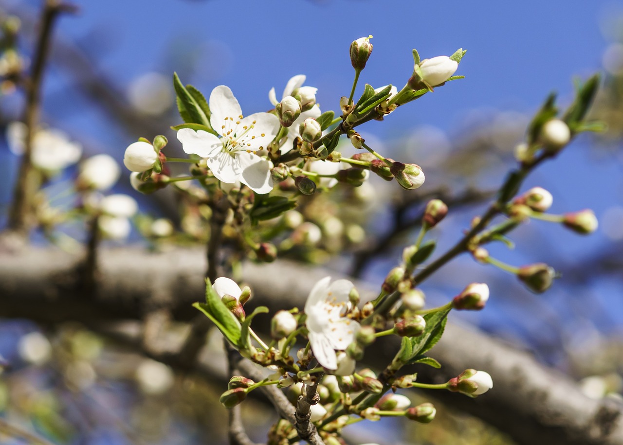 flowers cherry spring free photo