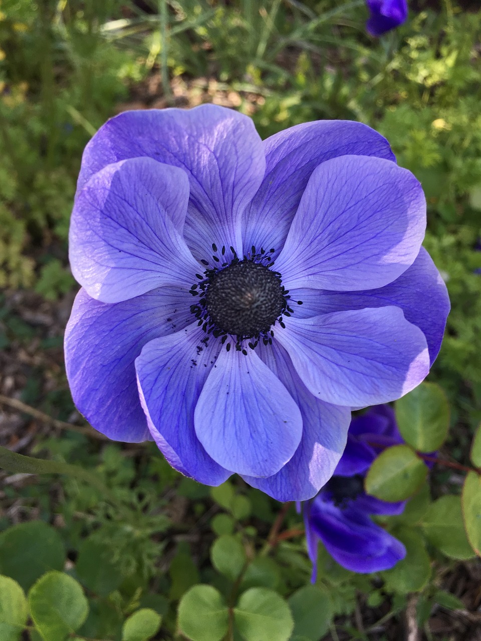 flowers violet purple flowers free photo