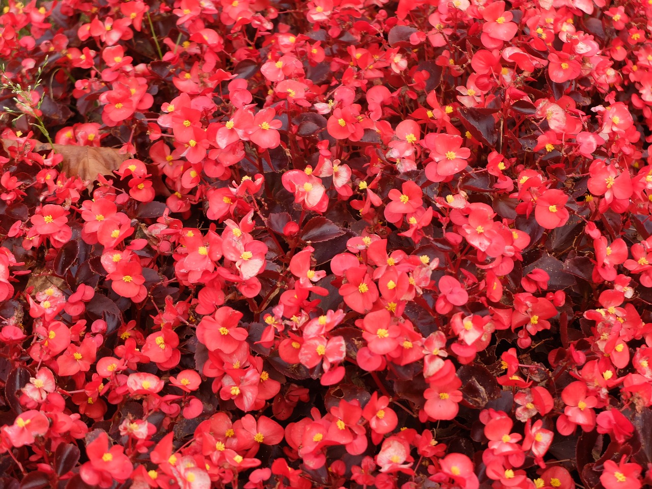 flowers red plant free photo