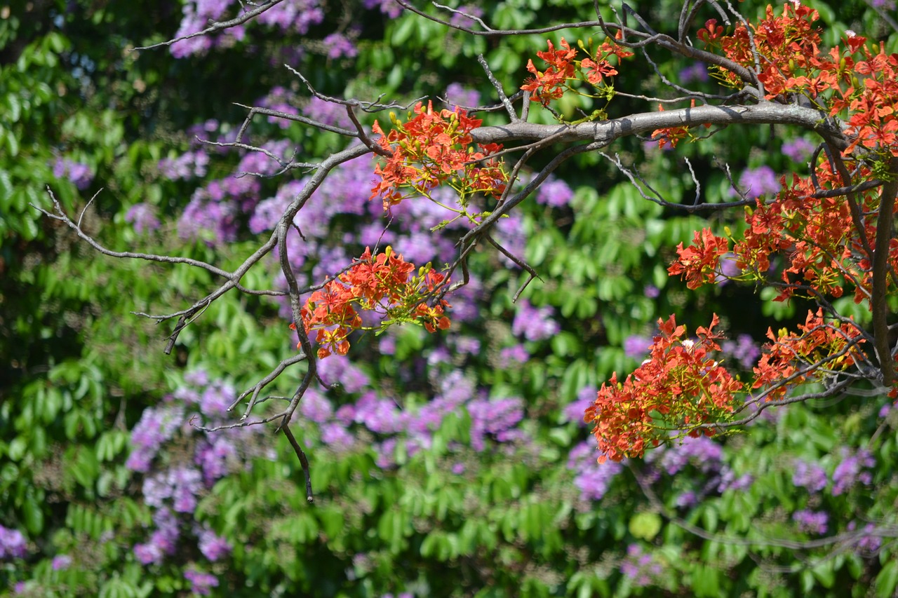 flowers color colorful free photo