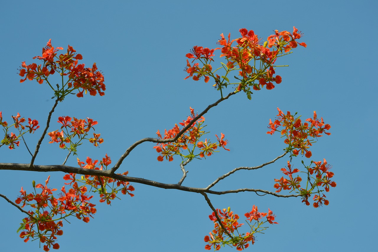 flowers red flower free photo