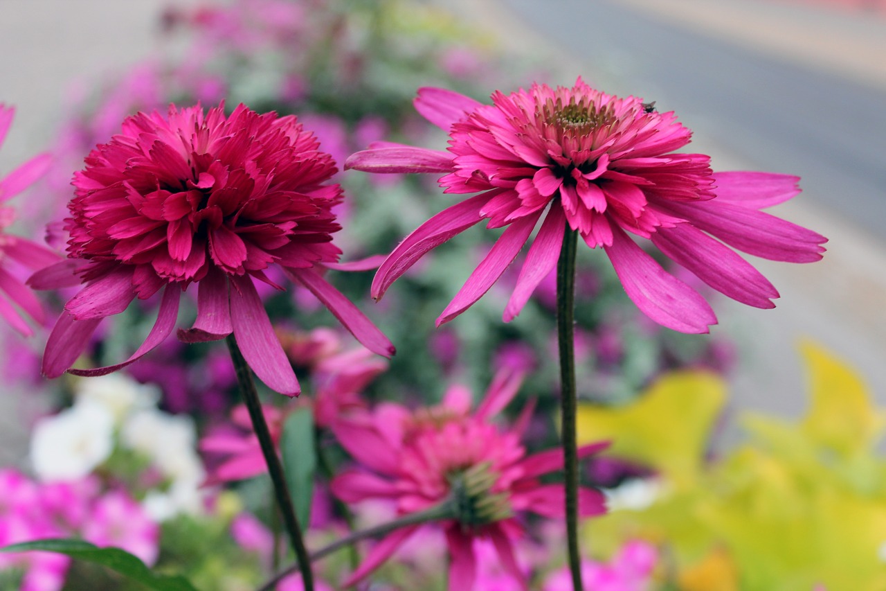 flowers purple spring free photo