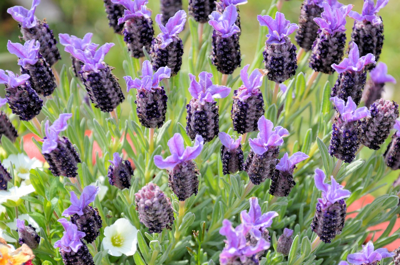 flowers lavender fragrance free photo