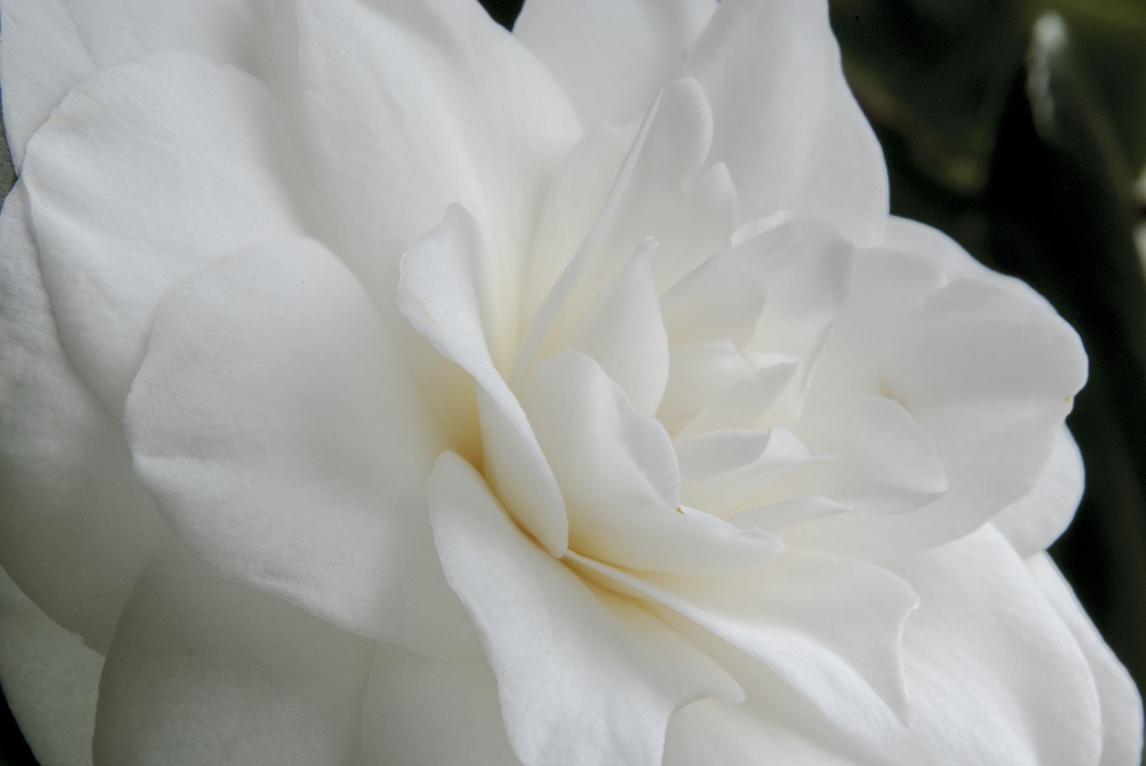 flowers camelia garden free photo