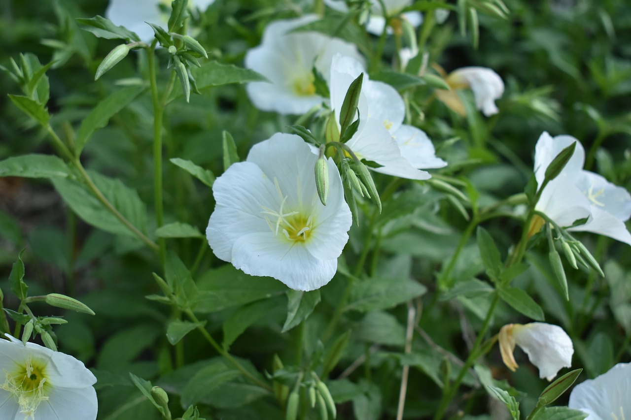 flowers white flower plant free photo