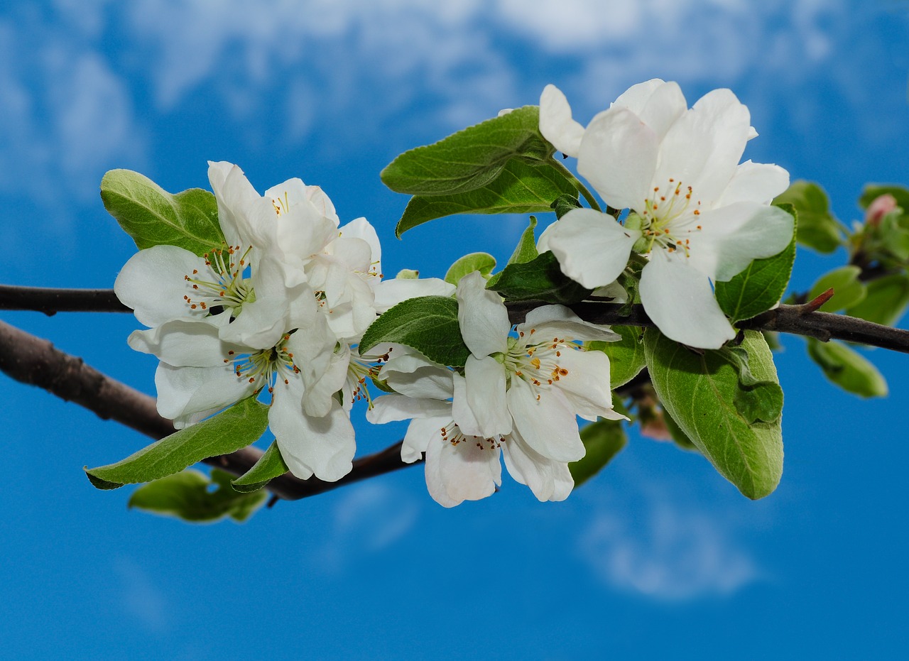 flowers apple blossoming free photo