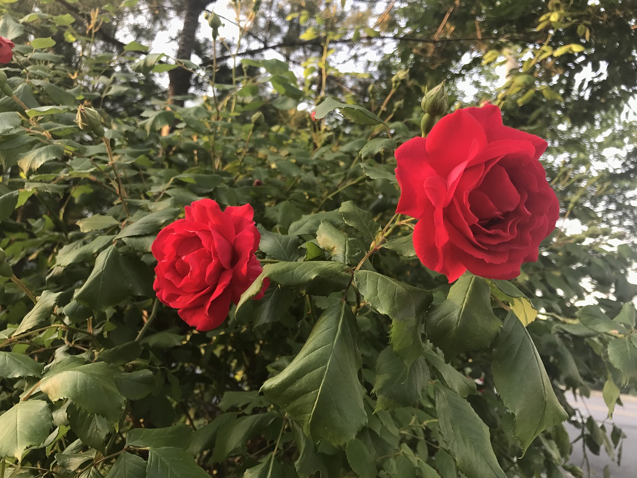 flowers red random free photo