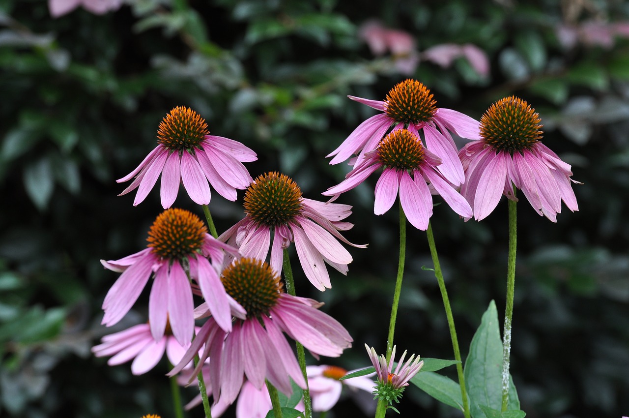 flowers pink plant free photo