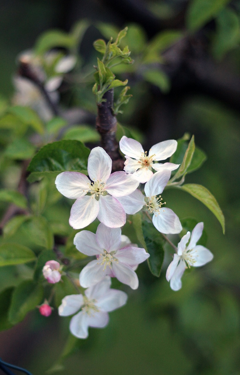 flowers spring nature free photo