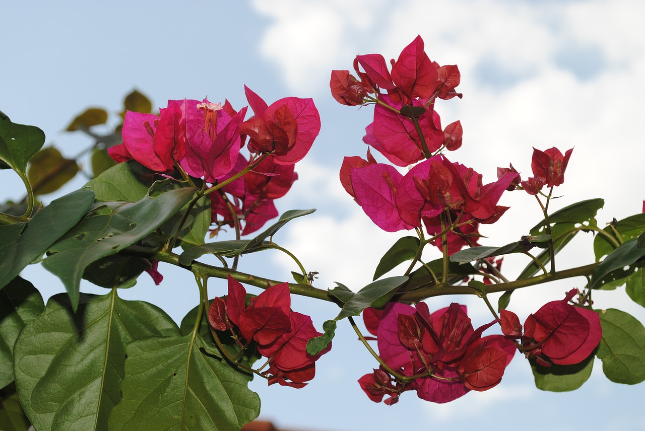 flowers roses detail free photo