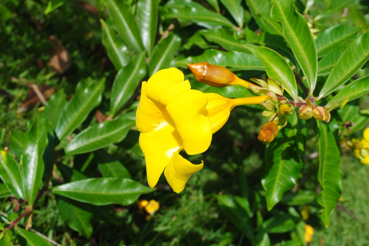 flowers yellow landscape free photo